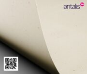 Antalis_courious_particles